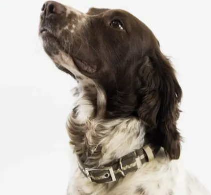Oscar & Hooch - Dog Collar - Cafe Noir Brown - Small