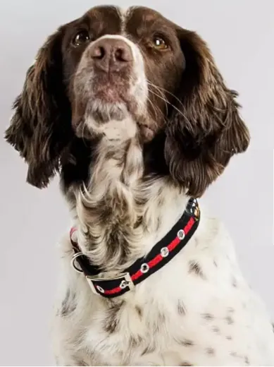 Oscar & Hooch - Dog Collar - Sky Blue - Medium